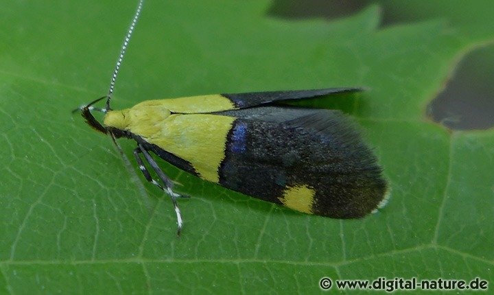 Faulholzmotte Oecophora bractella