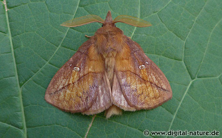 Grasglucke Lebensräume und Verbreitung