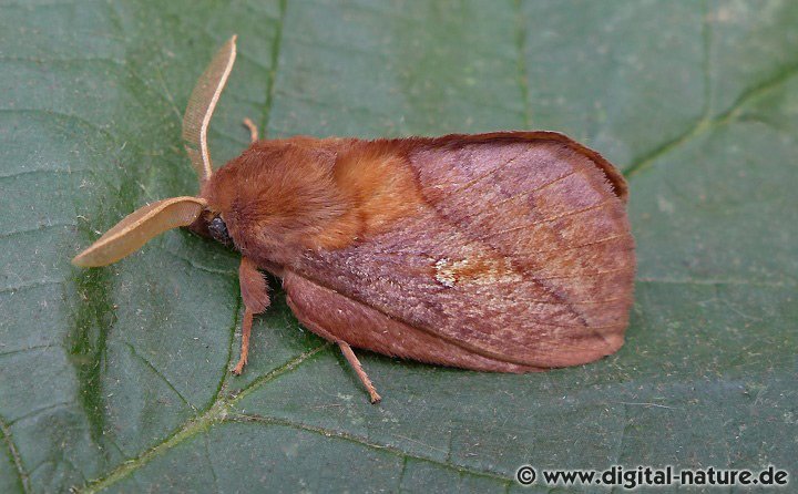 Euthrix potatoria Lebensweise