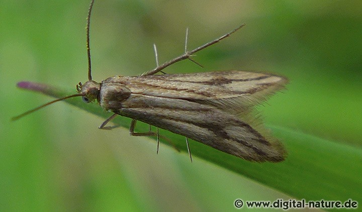 Schreckensteinia festaliella