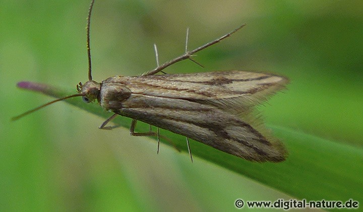 Schreckensteinia festaliella