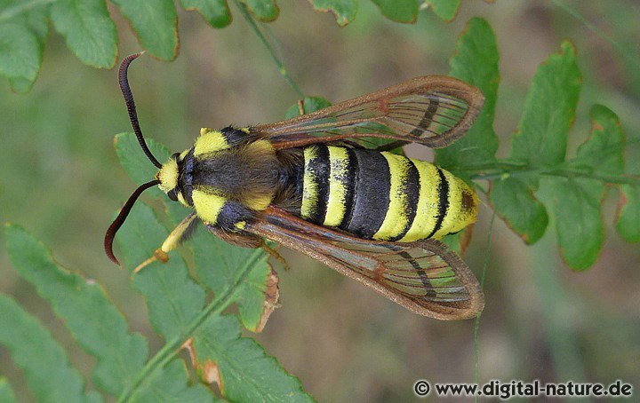 Sesia apiformis Merkmale und Mimikry