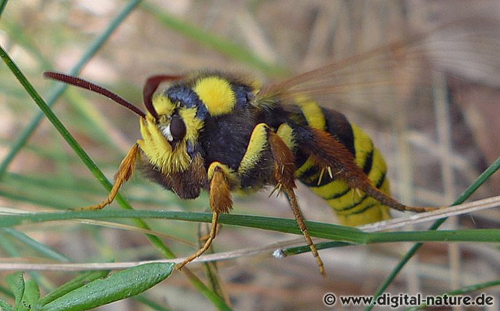 Bienen-Glasflügler oder Hornissenschwärmer