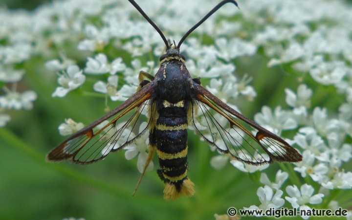 Wespen-Glasflügler Synanthedon vespiformis