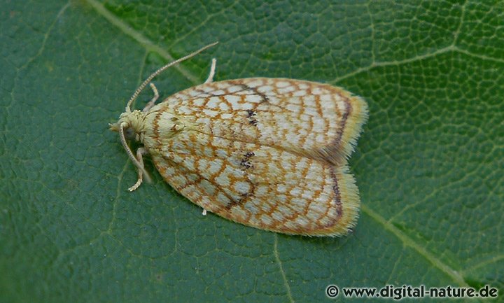 Ahornwickler Acleris forsskaleana
