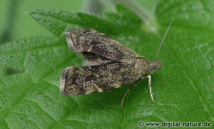Brennnessel-Spreizflügelfalter Anthophila fabriciana