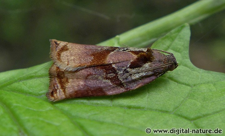 Archips podana Männchen
