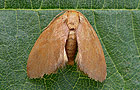 Heterogenea asella