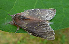 Stauropus fagi