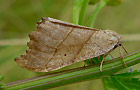 Falcaria lacertinaria