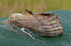 Pterostoma palpina
