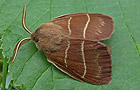 Macrothylacia rubi