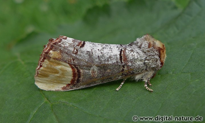 Mondvogel oder Mondfleck (Phalera bucephala)