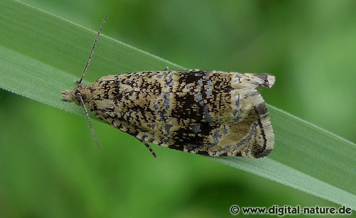 Celypha lacunana