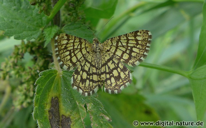 Chiasmia clathrata Lebensräume