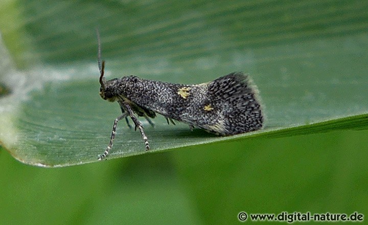 Palpenmotte Chrysoesthia sexguttella