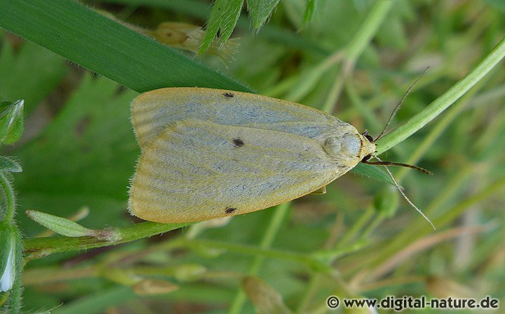 Elfenbein-Flechtenbärchen Cybosia mesomella