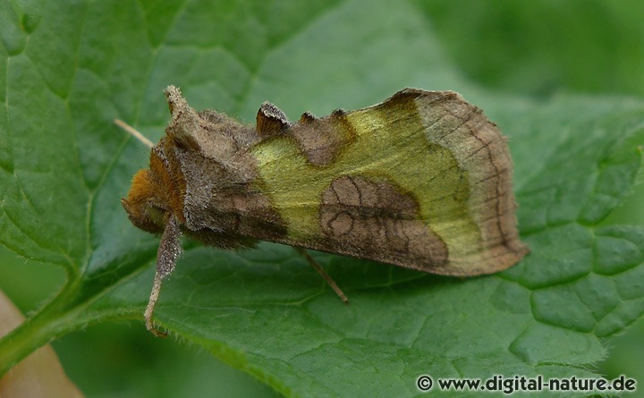 Messingeule Diachrysia chrysitis
