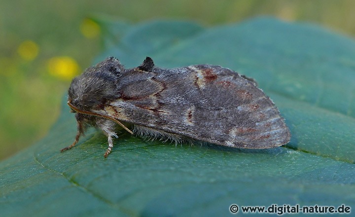 Dromedar-Zahnspinner Notodonta dromedarius