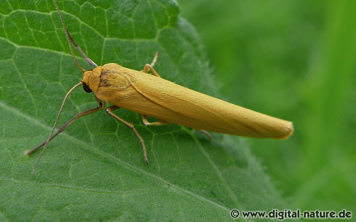 Dunkelstirniges Flechtenbärchen Eilema lutarella