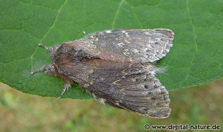 Buchen-Zahnspinner Stauropus fagi