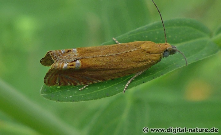 Wickler Lathronympha strigana