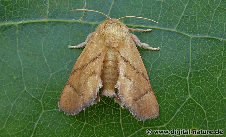 Apoda limacodes Weibchen