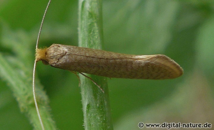 Gelber Langfühler Nematopogon swammerdamella