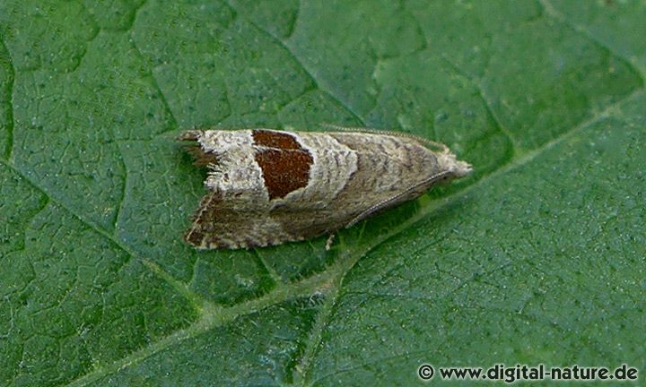 Notocelia uddmanniana
