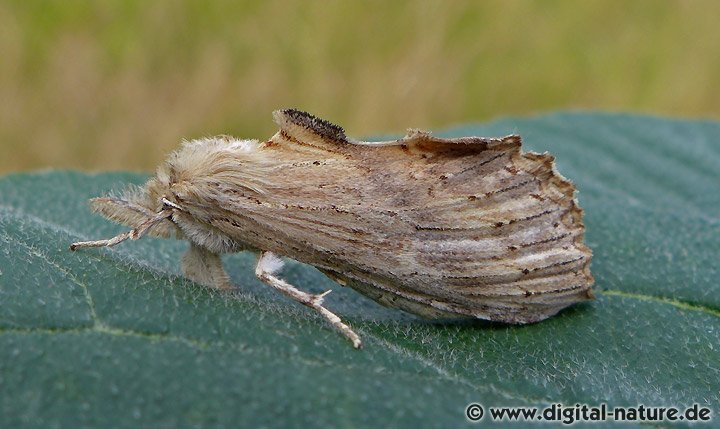 Schnauzenspinner Pterostoma palpina
