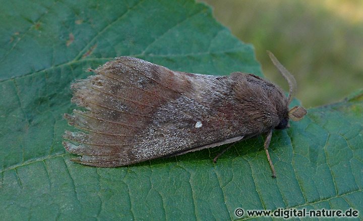 Kiefernspinner Dendrolimus pini