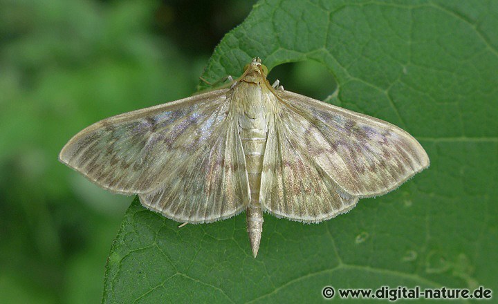 Nesselzünsler Pleuroptya ruralis