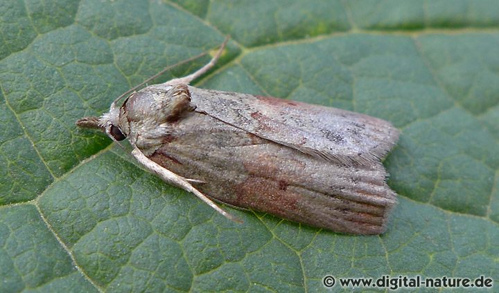 Eichenhain-Wicklereulchen Nycteola revayana