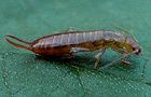 Chelidurella acanthopygia