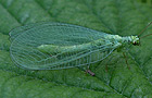 Chrysopa commata