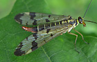 Gemeine Skorpionsfliege