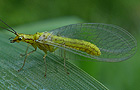 Hypochrysa elegans