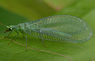 Chrysopa formosa