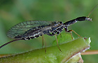 Raphidia ophiopsis