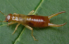 Apterygida media