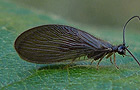 Sisyra nigra
