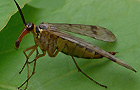 Panorpa cognata