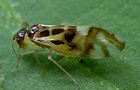 Staublaus