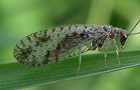 Gefleckter Taghaft