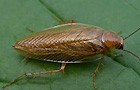 Ectobius vittiventris