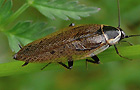 Echte Waldschabe
