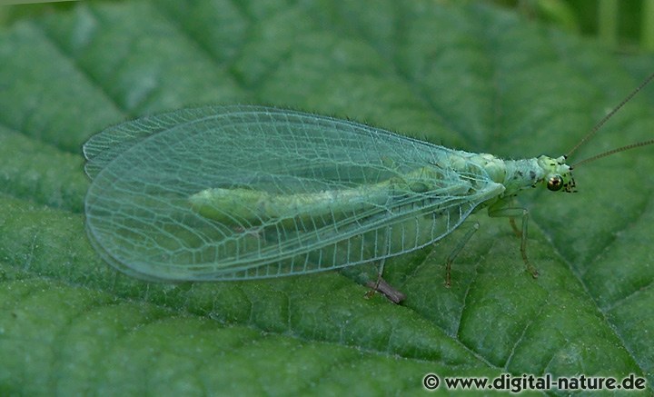 Komma-Florfliege Chrysopa commata