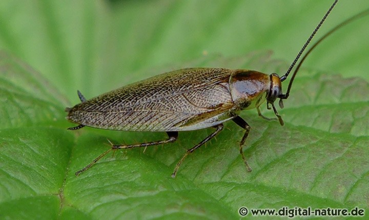 Lappländische Waldschabe Männchen