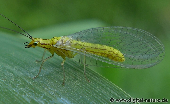 Buchen-Florfliege Hypochrysa elegans