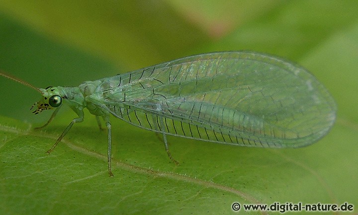 Florfliege Chrysopa formosa